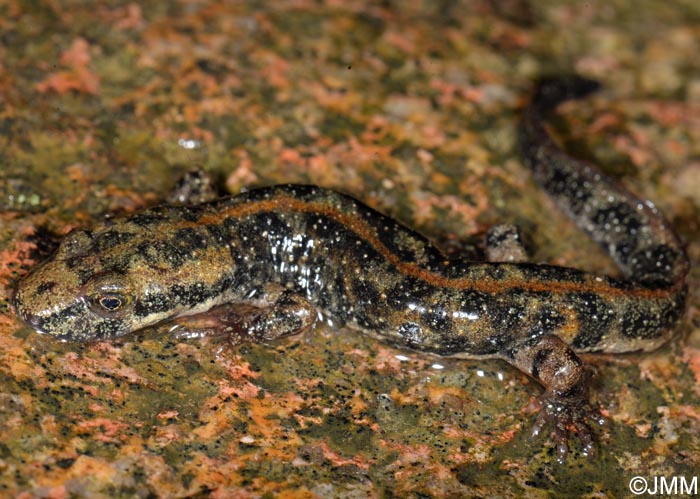 Euproctus platycephalus Euprocte de Sardaigne